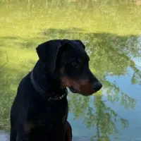 Adopta a Odin