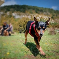 Adopta a Kira
