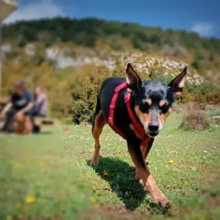 Kira