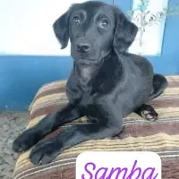 Adopta a Samba