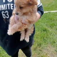 Adopta a Roki