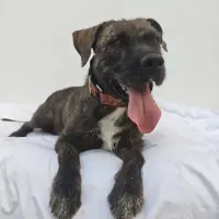 Adopta a Ulises