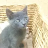 Adopta a Telma
