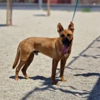 Adopta a Yoda