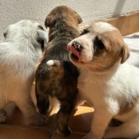 Adopta a Camada De Perros Mixtos (7 Perros)