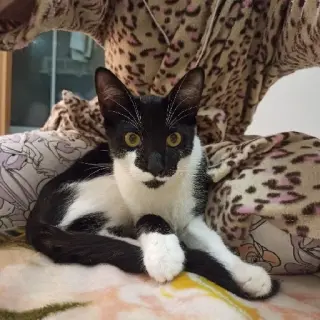 Lokiki