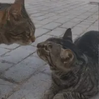 Adopta a Mamá