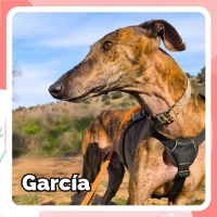 Adopta a García