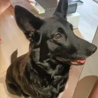 Adopta a Bella