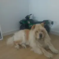 Adopta a Galleta