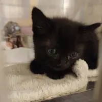 Adopta a Rita