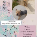 Adopta a Willou