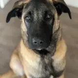 Adopta a Iron