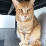 Adopta a Nausica