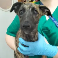 Adopta a Aceituna