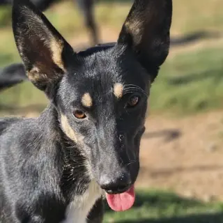 Moli