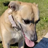 Adopta a Salsa