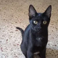 Adopta a Kiraz