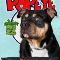 Adopta a Popeye