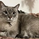 Adopta a Misifu