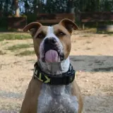 Adopta a Ecco