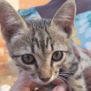 Petisui