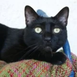 Adopta a Batman Cariñitos