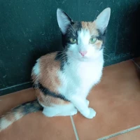 Adopta a Trinireta