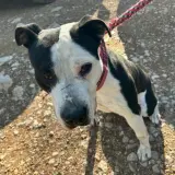 Adopta a Scott