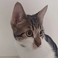 Adopta a Mowgli