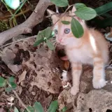 Adopta a Piti / Pipa / Pipi