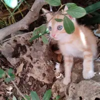 Adopta a Piti / Pipa / Pipi