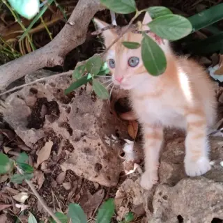 Piti / Pipa / Pipi