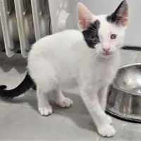Adopta a Chessy