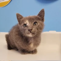 Adopta a Lila