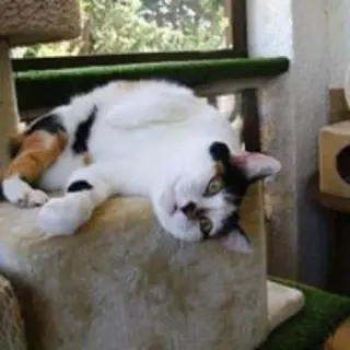 Greta Dulce  Pizpireta