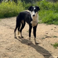 Adopta a Goya