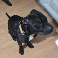 Adopta a Brando