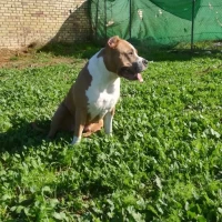 Adopta a Reina