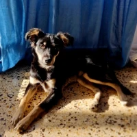 Adopta a Gipsy