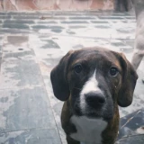 Adopta a Nala