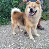 Adopta a Turco
