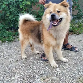 Turco