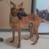 Adopta a Jero