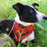 Adopta a Lola