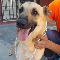 Adopta a Chinita