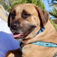 Adopta a Tuco