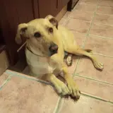 Adopta a Baloo
