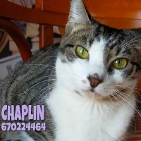 Adopta a Chaplin
