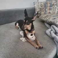 Adopta a Bruce